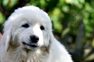 polish tatra shepherd puppy for sale