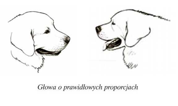 owczarek podhalański głowa
tatra love