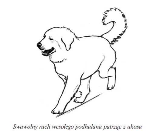 owczarek podhalański w ruchu
tatra love hodowla