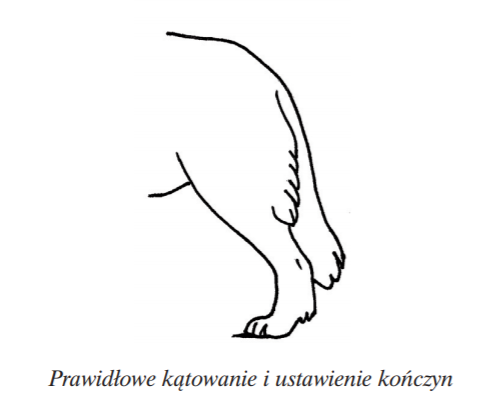 owczarek podhalański - tył kątowanie
tatra love hodowla