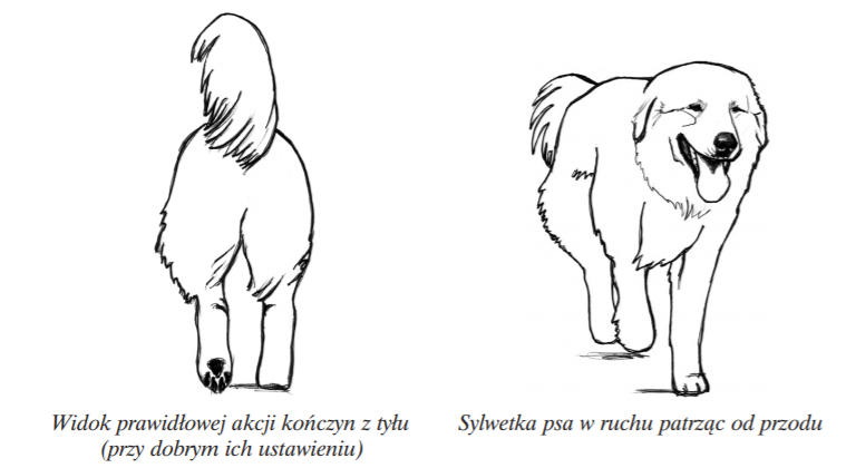 polski owczarek podhalański w ruchu
tatra love hodowla