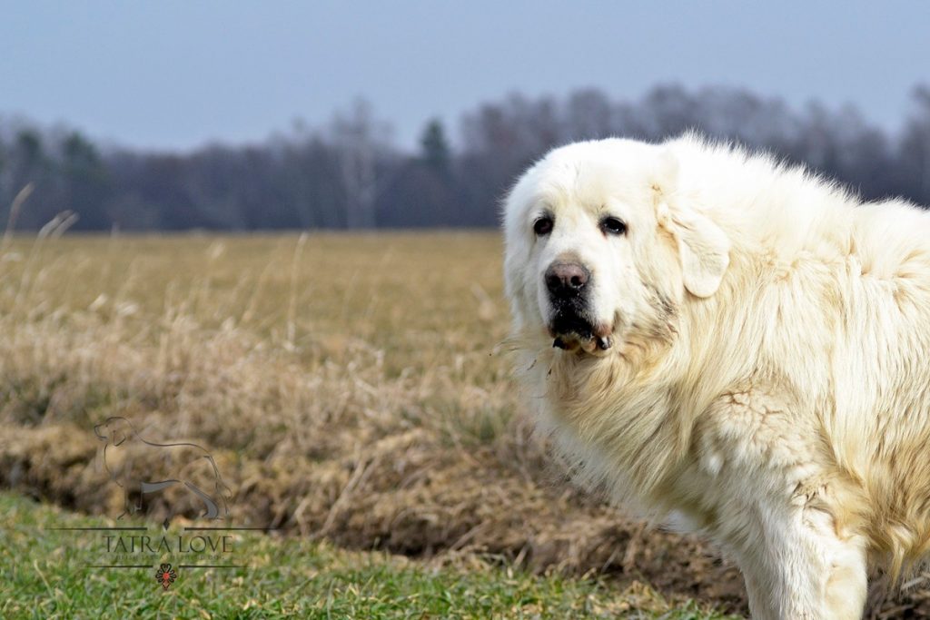 FILO Duży Biały Pies - Polski Owczarek Podhalański